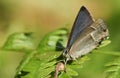 A stunning Purple Hairstreak Butterfly Favonius quercus perching on a bracken leaf in woodland in the UK. Royalty Free Stock Photo