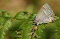 A stunning Purple Hairstreak Butterfly Favonius quercus perching on a bracken leaf in woodland in the UK. Royalty Free Stock Photo