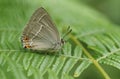 A stunning Purple Hairstreak Butterfly Favonius quercus perching on bracken in woodland. Royalty Free Stock Photo