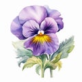 Realistic Pansy Flower Watercolor Image With Flat Brushwork