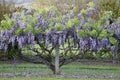 Stunning purple Wisteria flowers