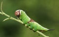 A stunning Puss Moth Caterpillar Cerura vinulais perching on a twig in woodland .