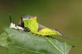 A Puss Moth Caterpillar Cerura vinulais resting on an Aspen tree leaf Populus tremula in woodland just after it has shed its s