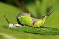 A Puss Moth Caterpillar Cerura vinulais resting on an Aspen tree leaf Populus tremula in woodland just after it has shed its s Royalty Free Stock Photo