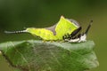 A Puss Moth Caterpillar Cerura vinulais resting on an Aspen tree leaf Populus tremula in woodland just after it has shed its s Royalty Free Stock Photo