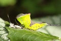 A Puss Moth Caterpillar Cerura vinulais resting on an Aspen tree leaf Populus tremula in woodland just after it has shed its s Royalty Free Stock Photo