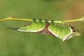 A stunning Puss Moth Caterpillar Cerura vinulais resting upside down on an Aspen tree Populus tremula in woodland .