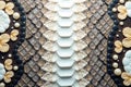 Stunning Python Skin Texture Banner Design A Sophisticated Reptile Skin Background for Posters Flyers and Web Design