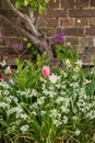 Stunning quintessential English country garden landscape in Spring in full colorful bloom