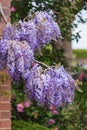 Stunning quintessential English country garden landscape in Spring with Wisteria in full purple bloom