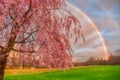 Stunning rainbow behind a pink tree at a grassy field in Venango, Pennsylvania