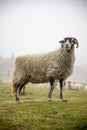 Stunning Ram Standing proud on a Foggy Day