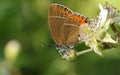 A stunning rare Black Hairstreak Butterfly Satyrium pruni perching on a blackberry flower.