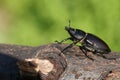 A stunning rare female Stag Beetle, Lucanus cervus, walking over a dead log in woodland.