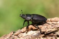 A stunning rare female Stag Beetle, Lucanus cervus, walking over a dead log in woodland. Royalty Free Stock Photo