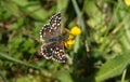 A pretty rare Grizzled Skipper Butterfly Pyrgus malvae nectaring on a flower.