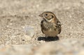 A rare Lapland Bunting, Calcarius lapponicus, feeding on seeds on the ground.