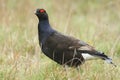 A stunning rare male Black Grouse, Tetrao tetrix, feeding in the moors of Durham, UK.