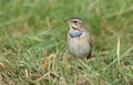 A stunning rare male Bluethroat, Luscinia svecica, searching for food in the grass.