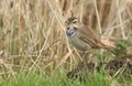 A stunning rare male Bluethroat, Luscinia svecica, searching for food in the grass.