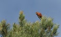 A stunning rare male Parrot Crossbill Loxia pytyopstittacus perched on a branch of a pine tree.