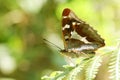 A stunning rare Male Purple Emperor Butterfly Apatura iris perching on a bracken leaf in woodland. Royalty Free Stock Photo