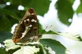 A stunning rare Male Purple Emperor Butterfly Apatura iris perching on a leaf in woodland. Royalty Free Stock Photo