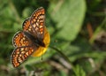 A stunning rare Marsh Fritillary Butterfly, Euphydryas aurinia, nectaring on a Buttercup wildflower. Royalty Free Stock Photo