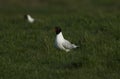 A rare Mediterranean Gull, Larus melanocephalus, feeding in a field in the UK.