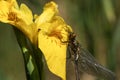 A stunning rare newly emerged Downy Emerald Dragonfly Cordulia aenea perching on a yellow flag flower.