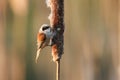 A stunning rare Penduline Tit Remiz pendulinus perched and feeding on insects in a Bulrush. Royalty Free Stock Photo