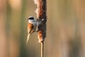 A stunning rare Penduline Tit Remiz pendulinus perched and feeding on insects in a Bulrush. Royalty Free Stock Photo