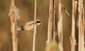 A stunning rare Penduline Tit Remiz pendulinus perched on the stem of a Bulrush. It is searching for insects to feed on. Royalty Free Stock Photo