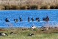 A stunning and rare shot of a large flock of Cormorant birds in a lake