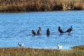 A stunning and rare shot of a large flock of Cormorant birds in a lake