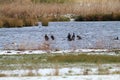 A stunning and rare shot of a large flock of Cormorant birds in a lake surrounded by fields covered in snow Royalty Free Stock Photo