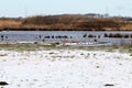 A stunning and rare shot of a large flock of Cormorant birds in a lake surrounded by fields covered in snow Royalty Free Stock Photo