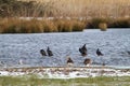 A stunning and rare shot of a large flock of Cormorant birds in a lake surrounded by fields covered in snow Royalty Free Stock Photo