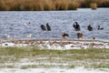 A stunning and rare shot of a large flock of Cormorant birds in a lake surrounded by fields covered in snow Royalty Free Stock Photo