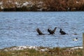 A stunning and rare shot of a large flock of Cormorant birds in a lake surrounded by fields covered in snow Royalty Free Stock Photo