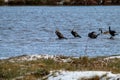 A stunning and rare shot of a large flock of Cormorant birds in a lake surrounded by fields covered in snow Royalty Free Stock Photo