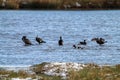 A stunning and rare shot of a large flock of Cormorant birds in a lake surrounded by fields covered in snow Royalty Free Stock Photo