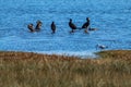 A stunning and rare shot of a large flock of Cormorant birds in a lake