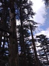 A stunning rare view of Devdar conifer trees with white clouds in the sun in blue sky