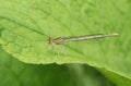 A rare White-legged Damselfly, Platycnemis pennipes, perching on a leaf. Royalty Free Stock Photo
