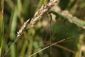 A stunning rare Willow Emerald Damselfly, Chalcolestes viridis, perched on grass seeds at the edge of a lake. Royalty Free Stock Photo