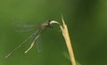 A stunning rare Willow Emerald Damselfly Chalcolestes viridis perched on a grass stem. Royalty Free Stock Photo