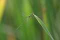 A stunning rare Willow Emerald Damselfly Chalcolestes viridis perched on a reed. Royalty Free Stock Photo