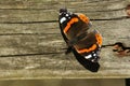 A stunning Red Admiral Butterfly Vanessa atalanta warming itself on a wooden fence on a sunny winters day.