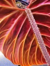 A stunning red back leaf and furry petioles of Philodendron Verrucosum Amazon Sunset Royalty Free Stock Photo